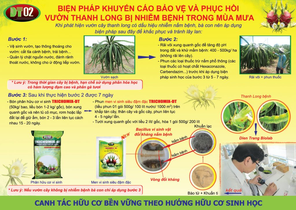 Phòng Trị Bệnh Đốm Trắng trên Thanh Long – Kinh Nghiệm ở Tiền Giang
