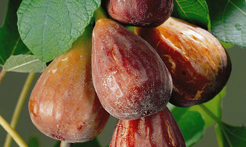 Kỹ thuật trồng cây sung Mỹ cho quả sai trĩu cành, thơm ngon khó cưỡng