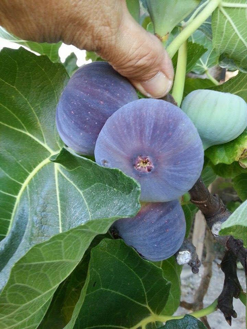 Kỹ thuật trồng cây sung Mỹ cho quả sai trĩu cành, thơm ngon khó cưỡng